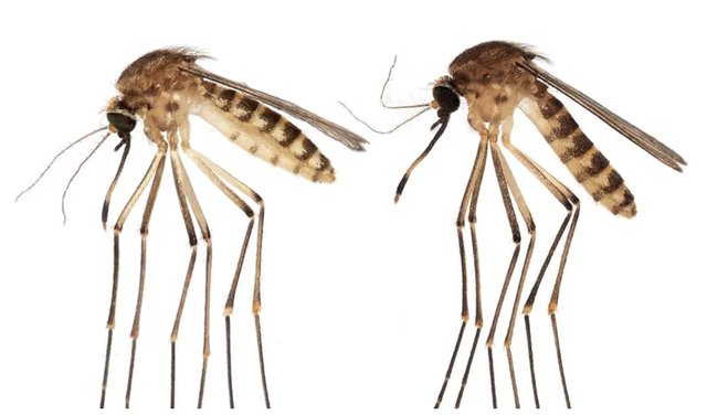CT-Mosquitoes1-032923.png