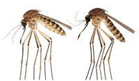 CT-Mosquitoes1-032923.png