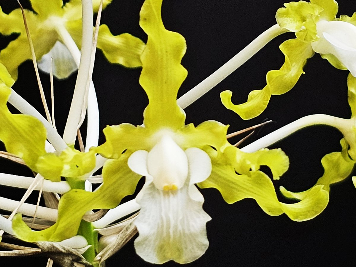 Regalar una orquídea es una forma original y significativa de expresar tus sentimientos
